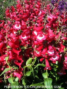 Penstemon 'Ice Cream Bubble Gum'